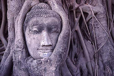 Buddha Head, Wat Mahathat