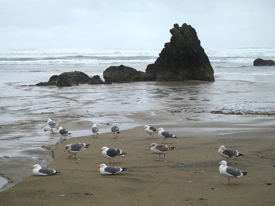Gulls, Sea Stack, Cannon Beach, Oregon, February 2007