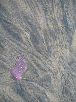 Sand, Oil, and Shell, Cannon Beach, Oregon, February 2007