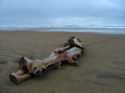 Smooth Log, Beach
