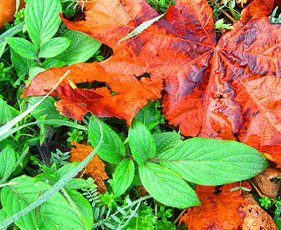 Leaves 1