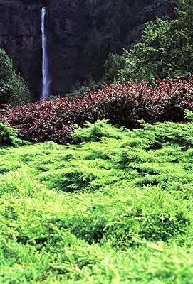Multnomah Falls II, Columbia Gorge, Oregon, June 1998