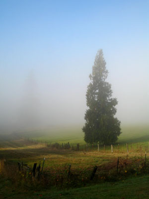 Fog & Tree