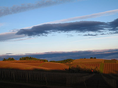 Vineyards in Winter 1