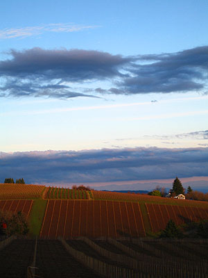 Vineyards in Winter 2