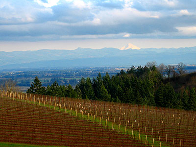 Vineyards in Winter 3