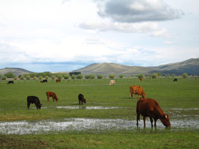 Cows on Flooded Field