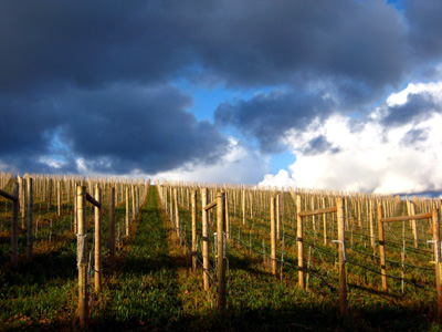 Grape Vine Trellises, Cloudy Sky