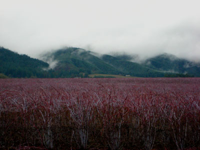 Purple Field, Hills