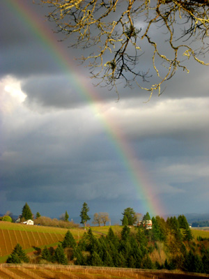 Vineyards, Rainbow