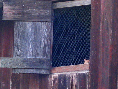 Cat in Barn