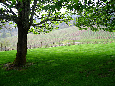 Clearing & Grape Vines, David Hill Winery