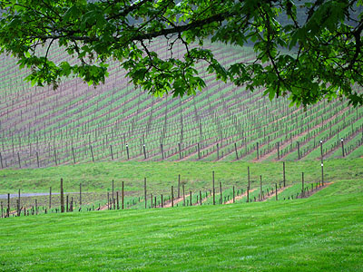 Grape Vines, David Hill Winery