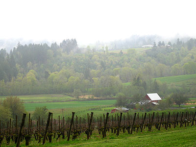 Grape Vines, Tualatin Valley Estates Vineyard