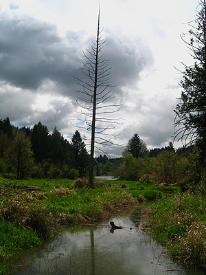 Marsh, Hagg Lake