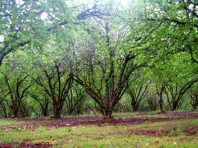 Orchard, Tualatin Valley Estates Vineyard
