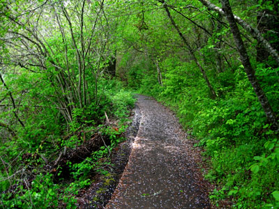 Running Trail, Hagg Lake 1