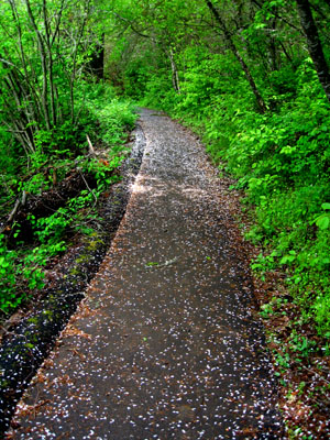 Running Trail, Hagg Lake 2