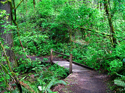 Running Trail, Hagg Lake 3
