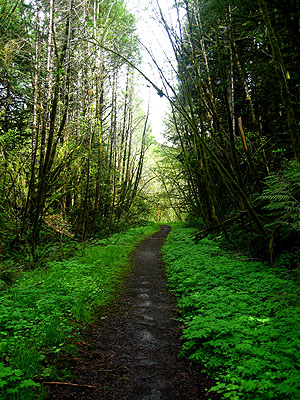 Running Trail, Hagg Lake 4