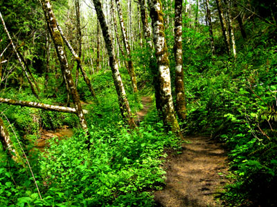 Running Trail, Hagg Lake 5
