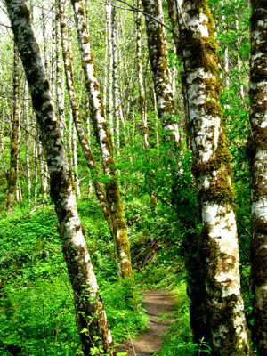 Running Trail, Hagg Lake 6