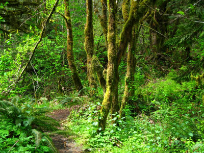 Running Trail, Hagg Lake 7