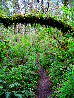 Running Trail, Hagg Lake 8