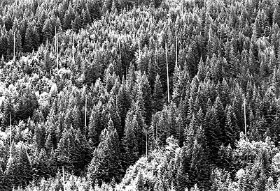Snowy Trees