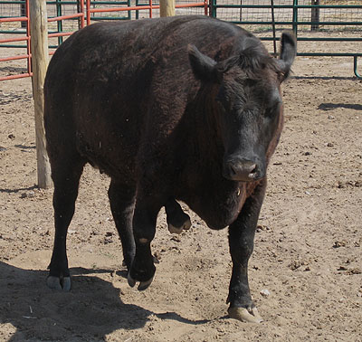 Wild and Rare Five-Legged Cow, Kansas, May 2006