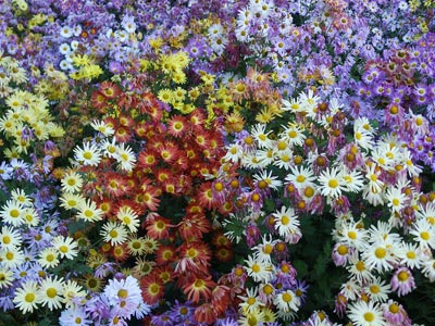 Flowers 1