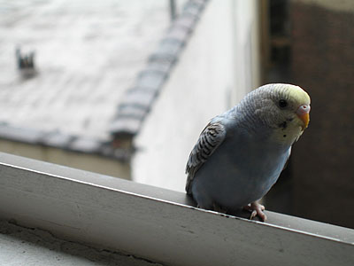 Little Visitor