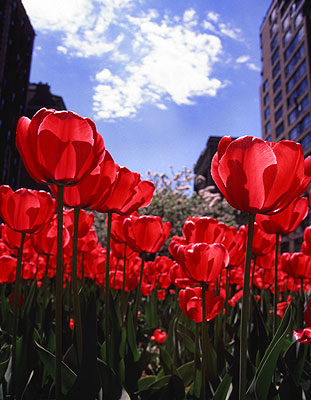 Park Avenue