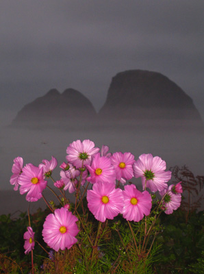 Flowers and Sea Stacks, Oceanside, Oregon, October 2006