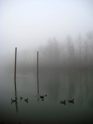 Ducks, Posts, Fog