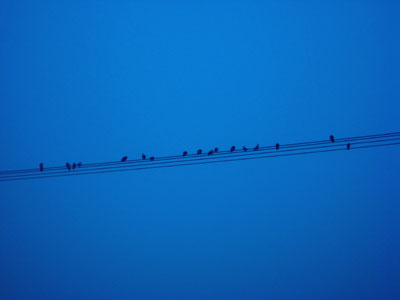 Pigeons, Electric Wires, Oregon City, OR, January 2008