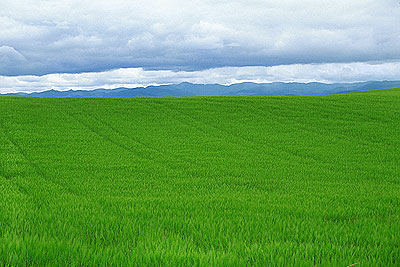 Fields, Clouds, and Mountains, Oregon, September 1999