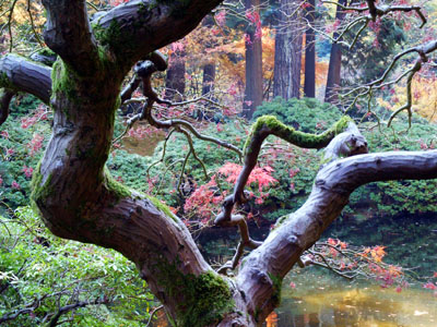 Bare Maple, Portland Japanese Gardens