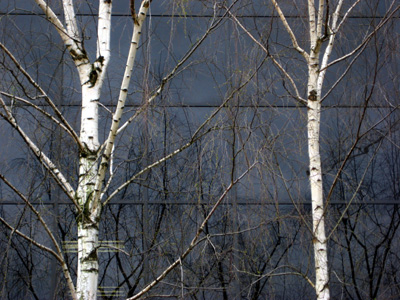 Birch Trees, Black Windows, Portland, OR, March 2008