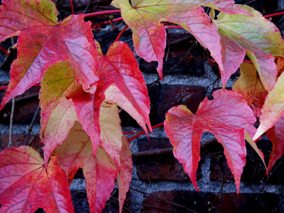Brick Wall, Fall Leaves 2, Portland, OR, October 2007