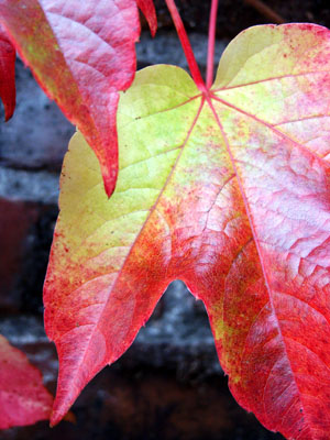 Brick Wall, Fall Leaves, Portland, OR, October 2007