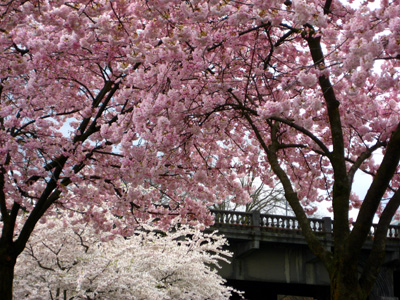 Cherry Blossoms, Burnside Bridge
