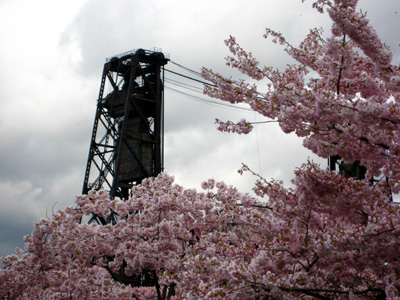 Cherry Blossoms, Steel Bridge