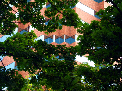 KOIN Tower, Trees, Portland, OR, August 2007