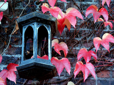 Lantern, Fall Leaves