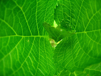 New Leaves, Portland, OR, April 2007