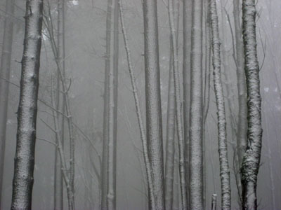 Snow Covered Trees, Council Crest Park