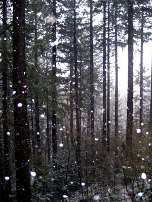 Snow, Douglas Firs, Portland, OR, December 2007