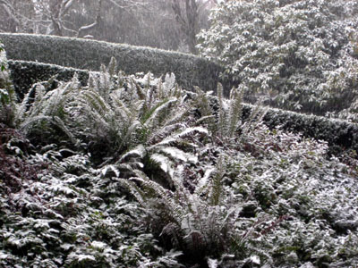 Snow, Garden, Portland, OR, December 2007