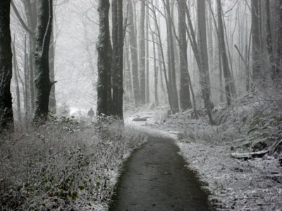 Snowy Trail, Council Crest Park, Portland, OR, December 2007